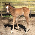 CLARE-Out of Huntin For Angels (Owned by Donna Shirey)